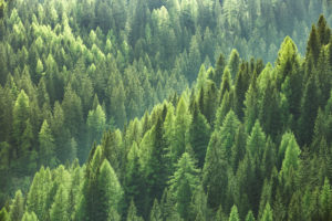 Sustainability background of lush green trees on a mountain.